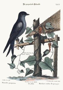 De paarse Martin, 1749-73 door Mark Catesby